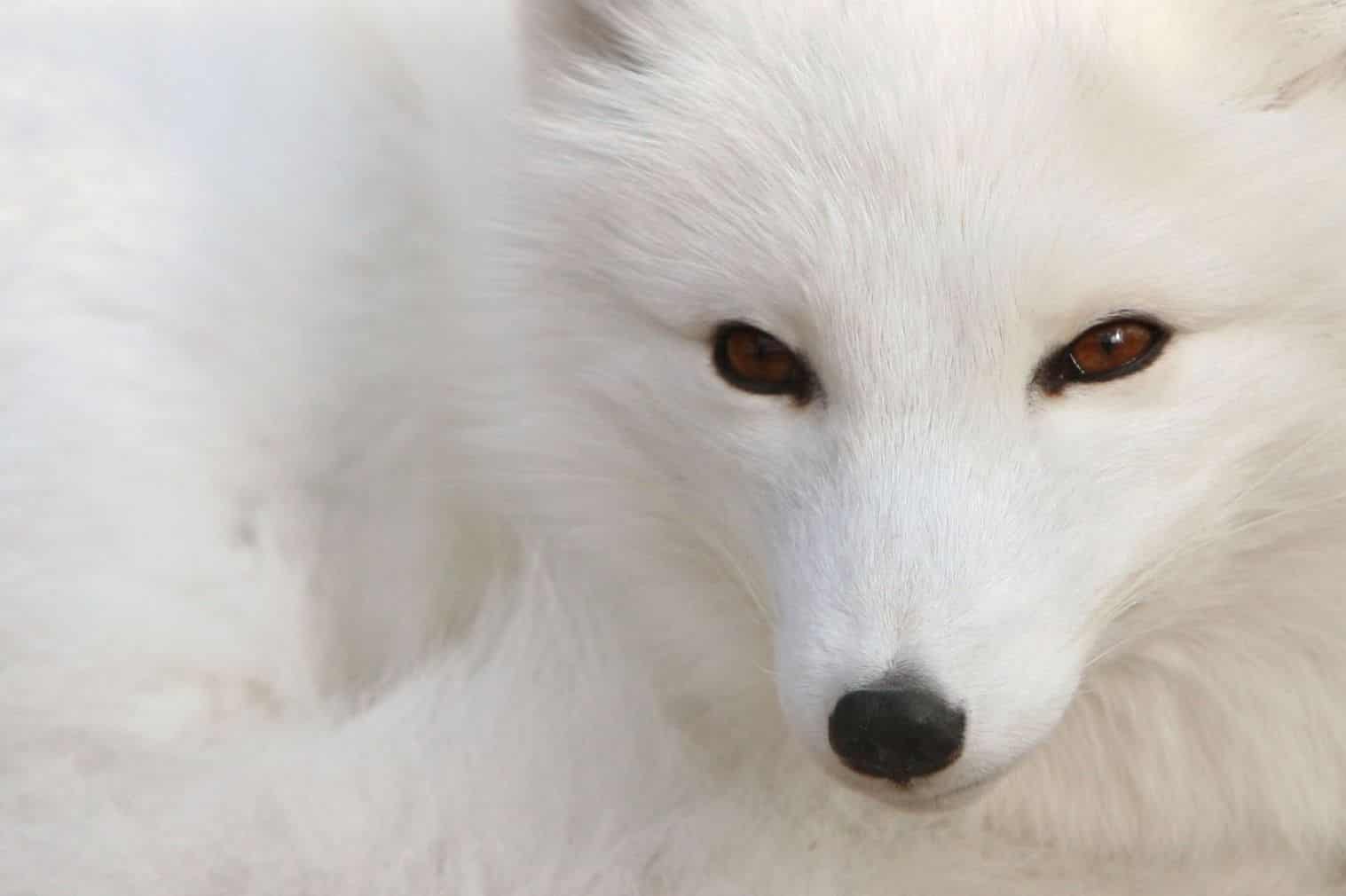 Símbolo Fiero Snow Fox 