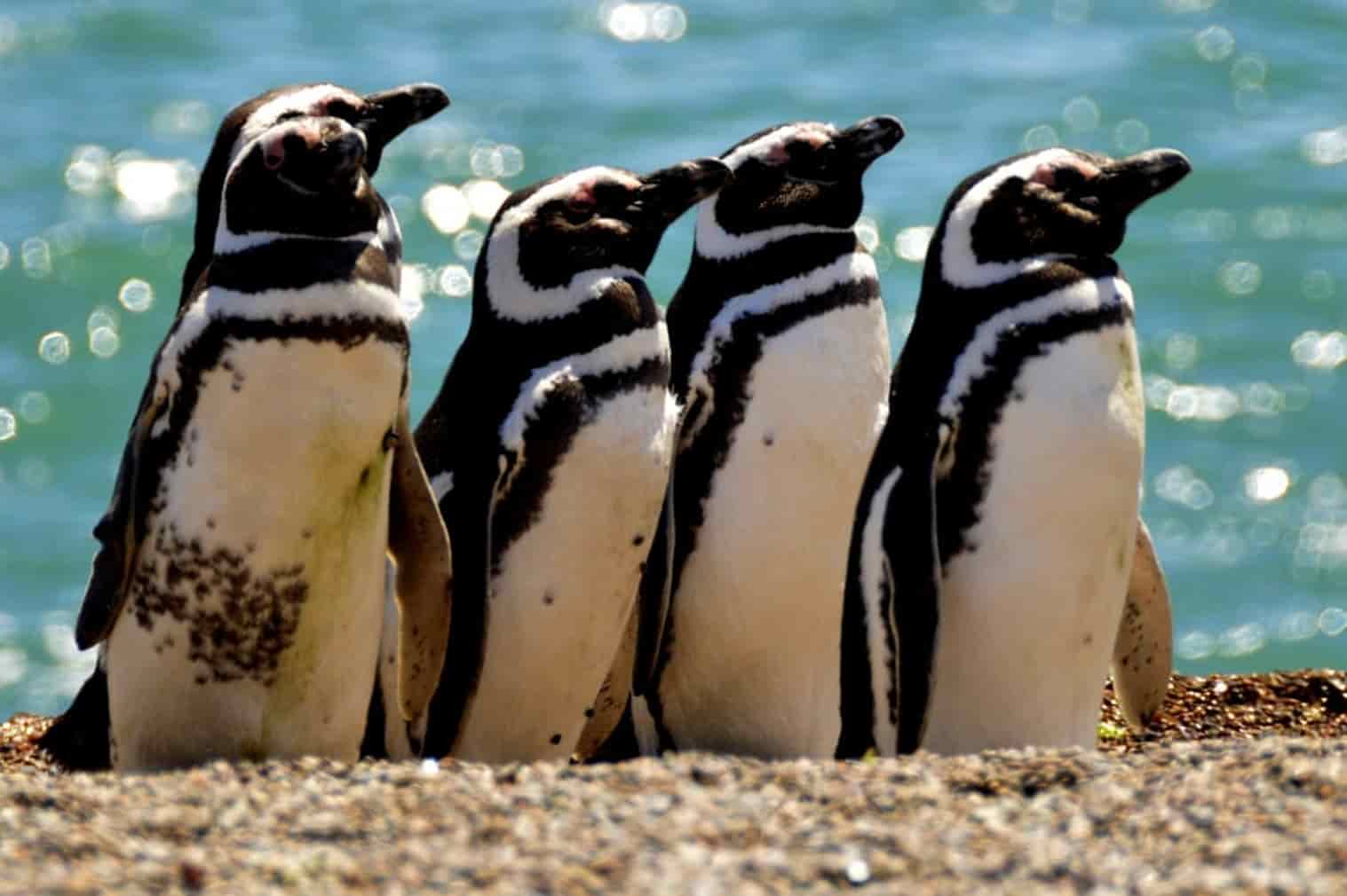 Pinguim Península Valdés