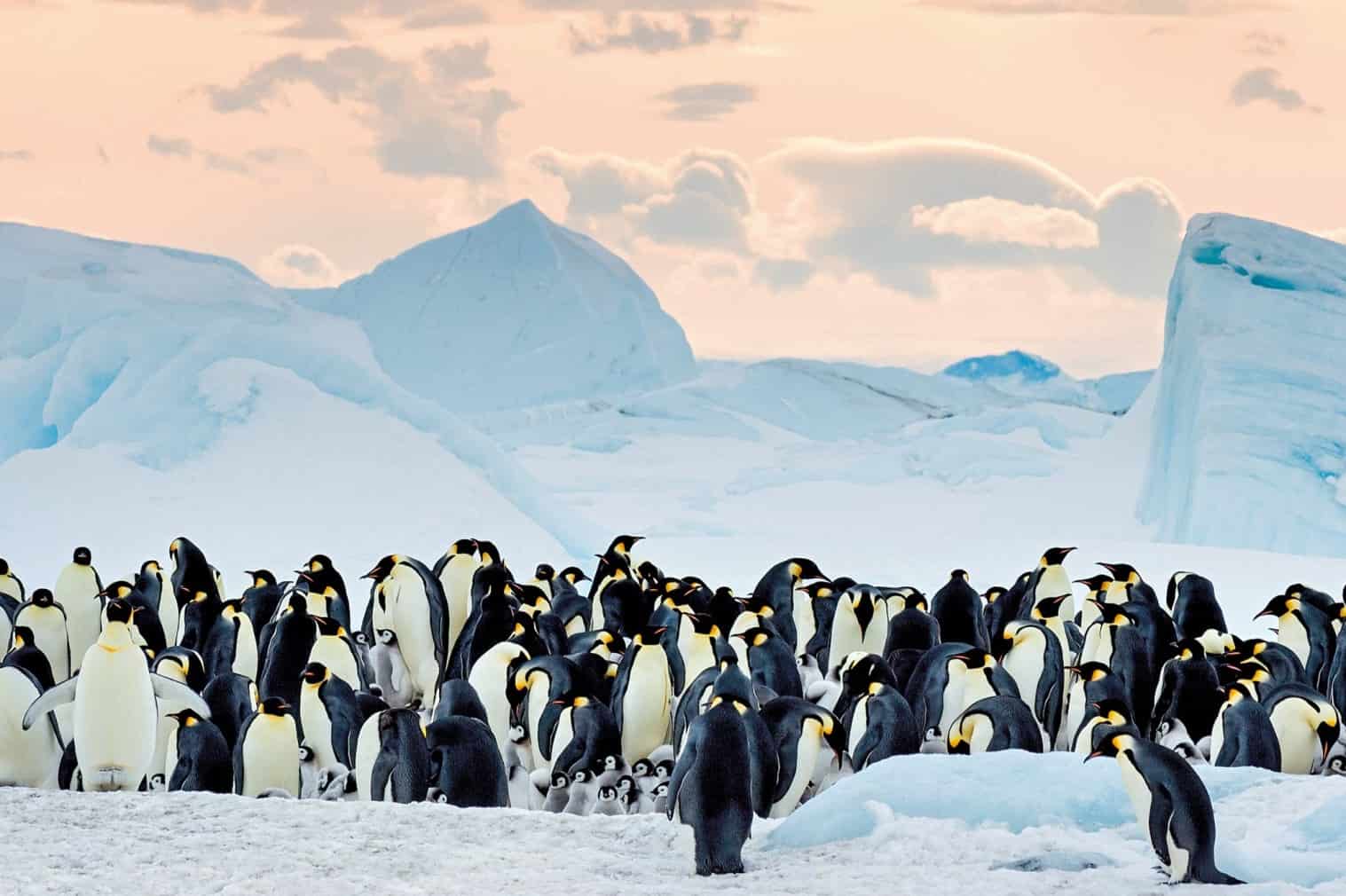 A marcha dos pinguins