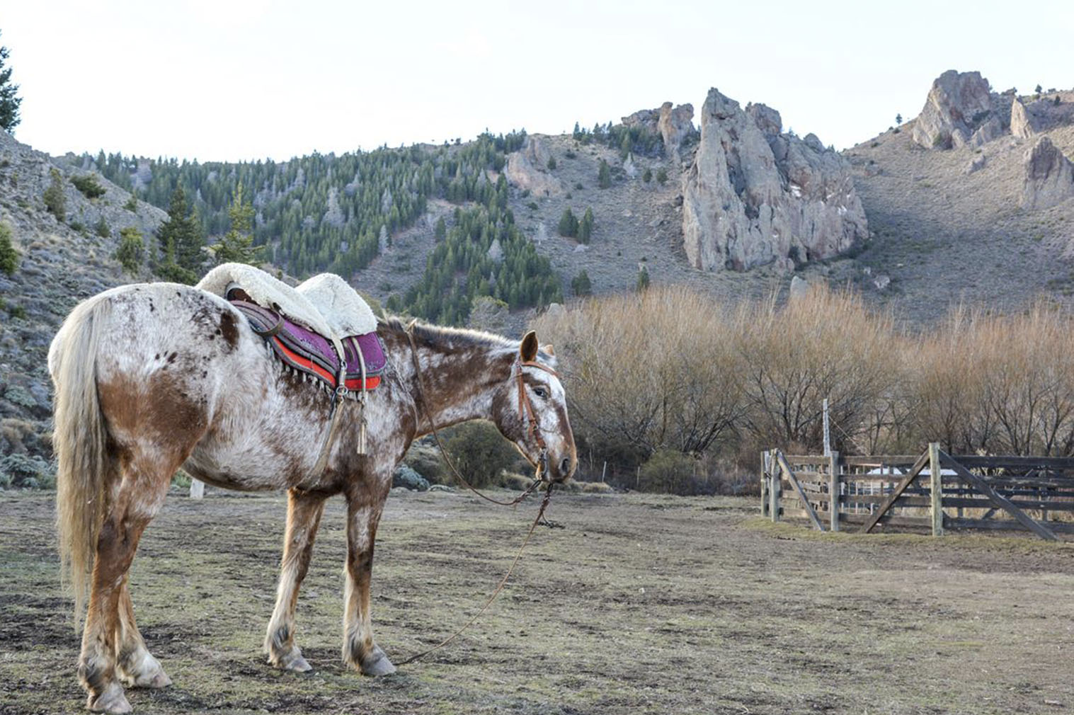 cavalgada perto de bariloche